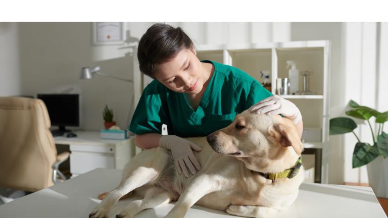 Vétérinaire canin (H/F) à 15min de Brétigny-sur-Orge (91)