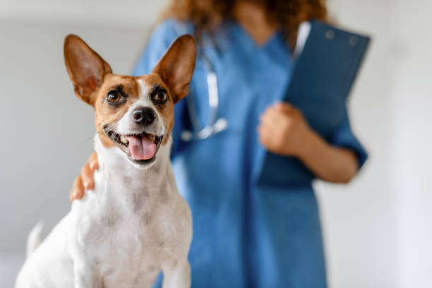 Vétérinaire Canin (H/F) à 20 minutes de Montpellier (34)