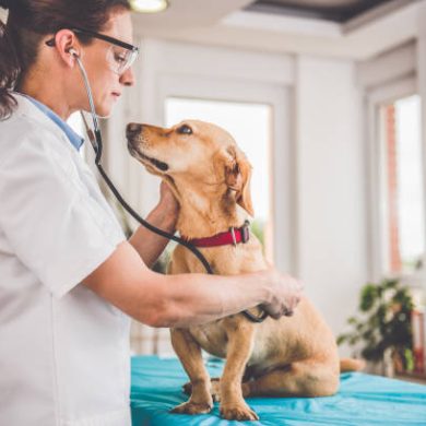 Young female veterinarian checking up the dog at the veterinarian clinic