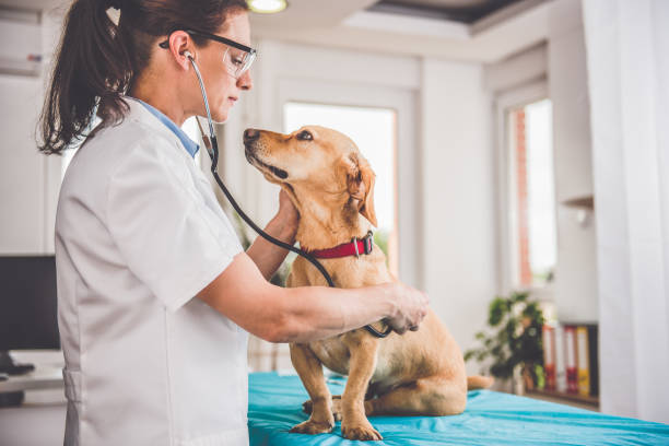 Vétérinaire Canin (H/F) à 20 minutes de Metz