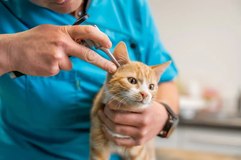 Vétérinaire canin axé médecine interne (H/F) à proximité de Genève (Suisse)
