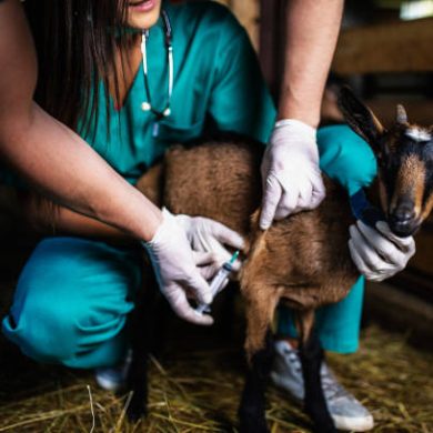 Man and woman veterinarians at large goat farm checking goat's health.