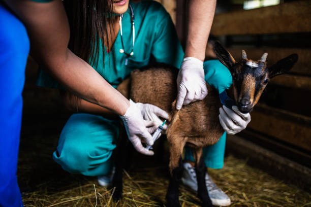 Man and woman veterinarians at large goat farm checking goat's health.