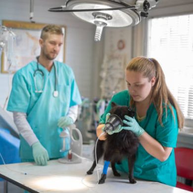 Female vet technician giving dog anesthetic