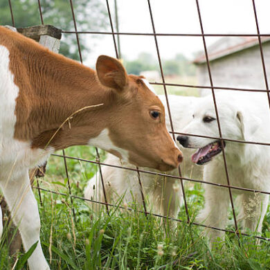 A young calf and dog greet each other between the fence.