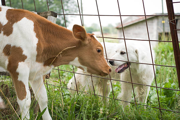 Vétérinaire mixte ou canin (H/F) à 30min de Châlons-en-Champagne (51)